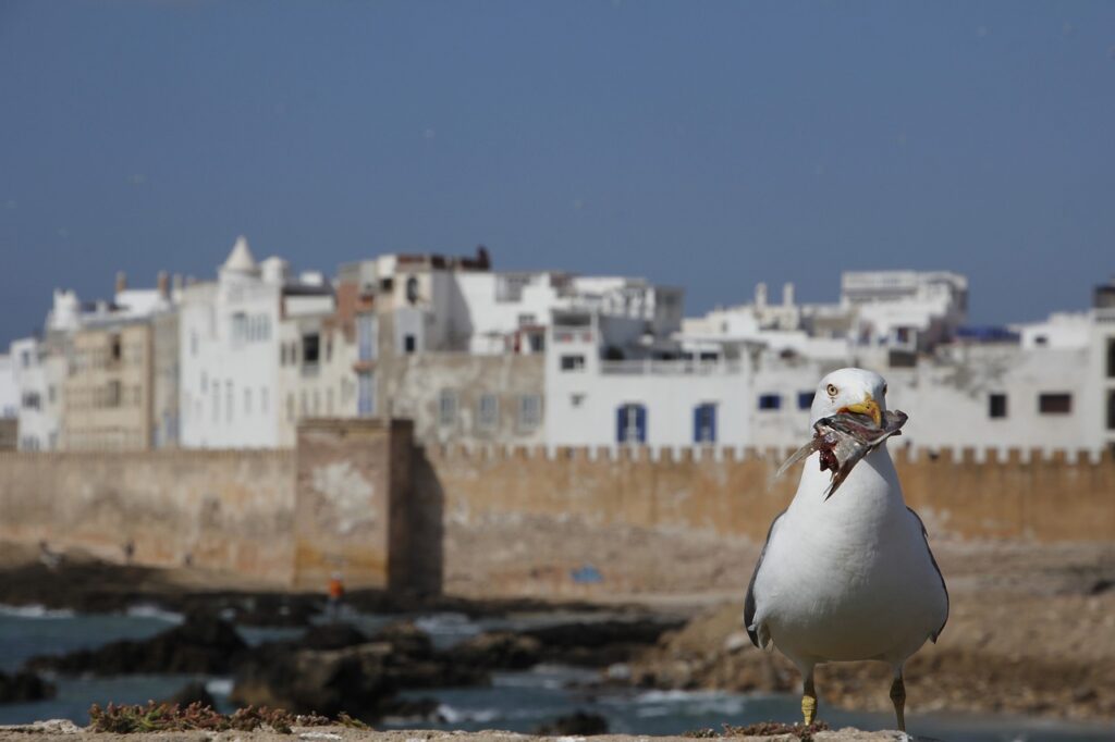 Marrakech to Essaouira